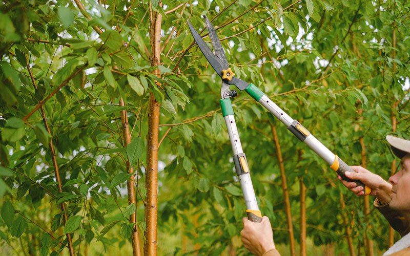 Tree trimming in Rosemont, WV